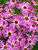Coreopsis Pink Sapphire