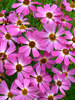 Coreopsis Pink Sapphire