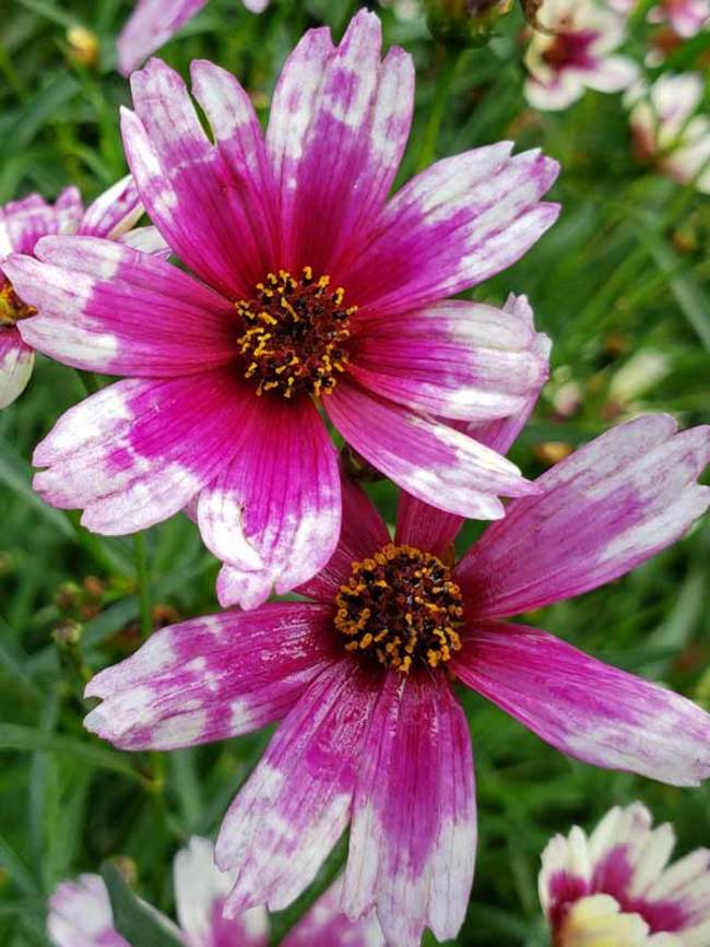 Coreopsis Razzle Dazzle