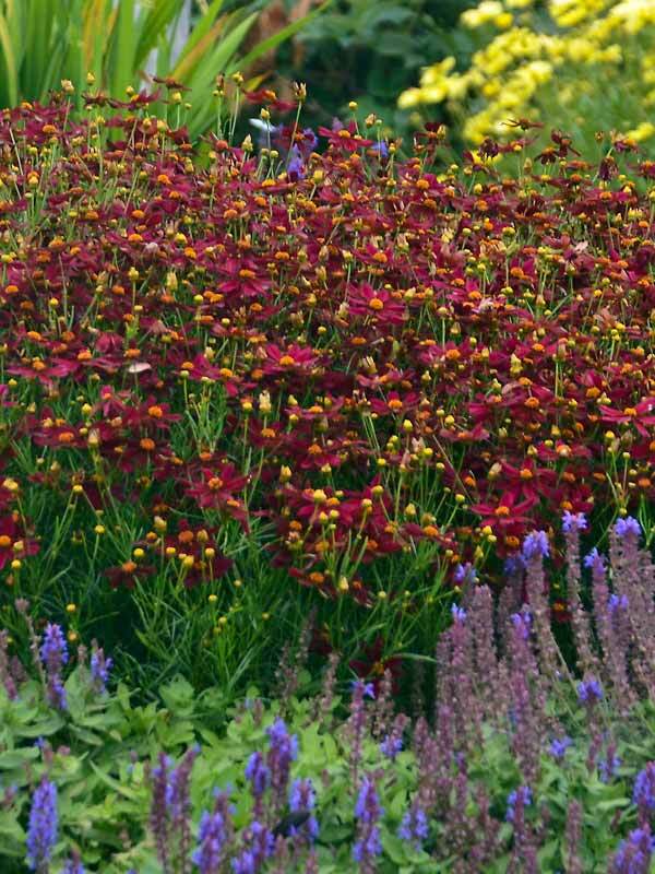Coreopsis Red Satin | Bluestone Perennials