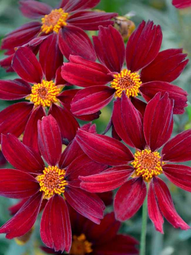 Coreopsis Red Satin