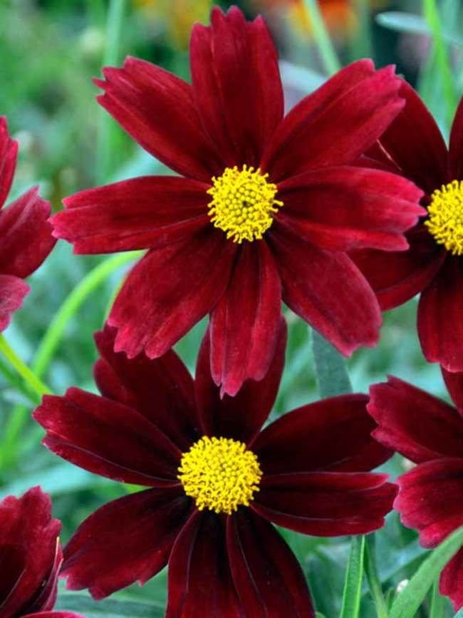 Coreopsis Red Elf