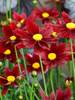 Coreopsis Red Elf