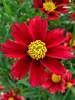 Coreopsis Red Elf