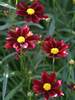 Coreopsis Red Elf