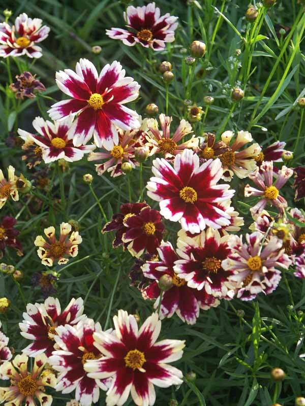 Coreopsis Ruby Frost