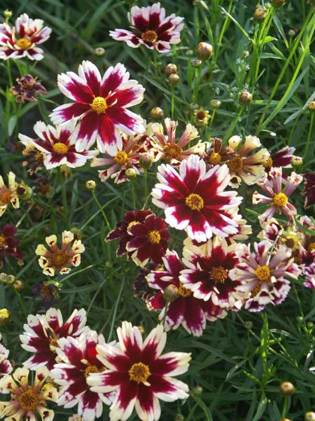 Coreopsis Ruby Frost