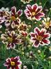 Coreopsis Ruby Frost