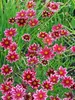 Coreopsis Ruby Frost