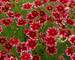 Coreopsis Ruby Frost