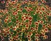 Coreopsis Route-66
