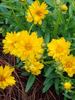 Coreopsis Santa Fe