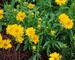 Coreopsis Santa Fe