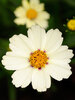 Coreopsis Star Cluster