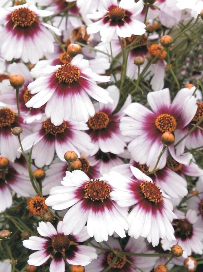 Coreopsis Sweet-Dreams