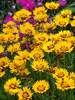 Coreopsis Sunfire