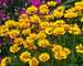 Coreopsis Sunfire