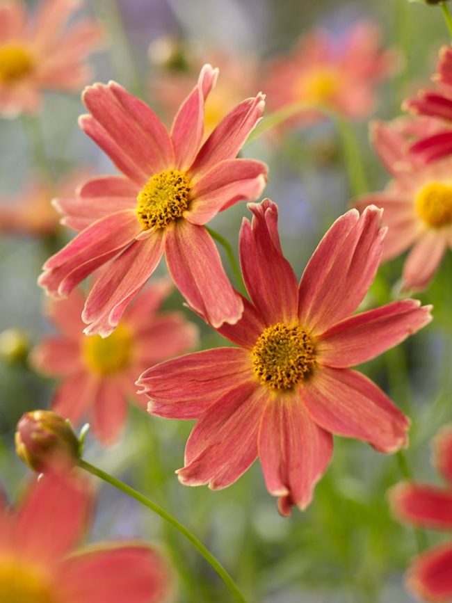 Coreopsis Sienna Sunset