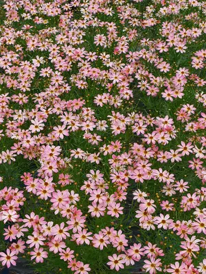 Link to Coreopsis Shades Of Rose