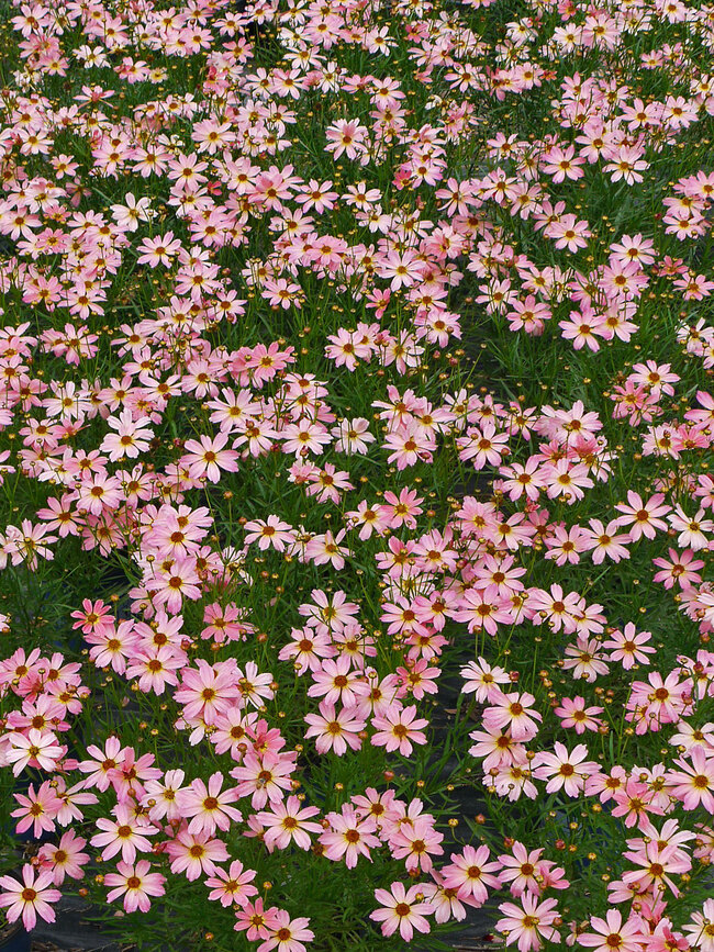 Coreopsis Shades of Rose