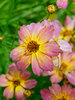 Coreopsis Shades of Rose