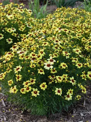 Link to Coreopsis Sassy Saffron
