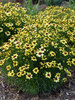 Coreopsis Sassy Saffron