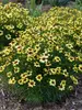 Coreopsis Sassy Saffron