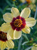 Coreopsis Sassy Saffron