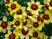 Coreopsis Sassy Saffron