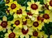 Coreopsis Sassy Saffron