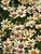 Coreopsis Starlight
