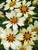Coreopsis Starlight
