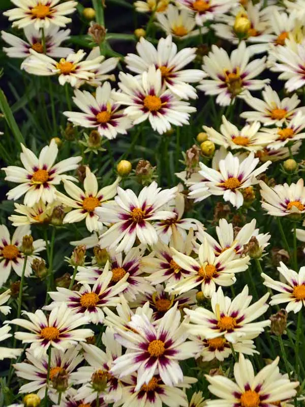 Bluestone Perennials Coreopsis Lightning Bug - Thumbnail 4