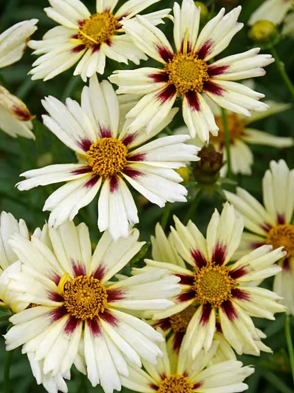 Bluestone Perennials Coreopsis Lightning Bug - Thumbnail 2