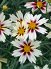 Coreopsis Starlight