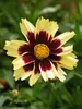 Coreopsis Super Star