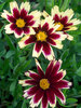 Coreopsis Super Star