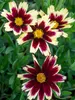 Coreopsis Super Star