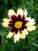 Coreopsis Super Star