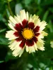 Coreopsis Super Star