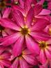 Coreopsis Sweet Tart
