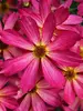Coreopsis Sweet Tart