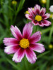 Coreopsis Starstruck