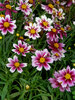 Coreopsis Starstruck