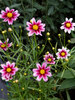 Coreopsis Starstruck