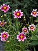 Coreopsis Starstruck