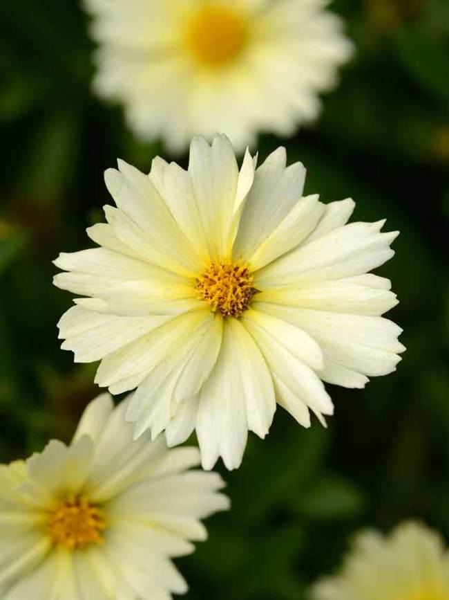 Coreopsis Uptick Cream