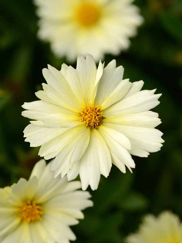 COUC-0-Coreopsis-Uptick-Cream-