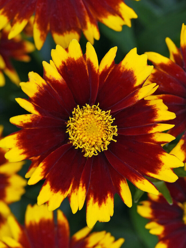 Coreopsis Uptick Red